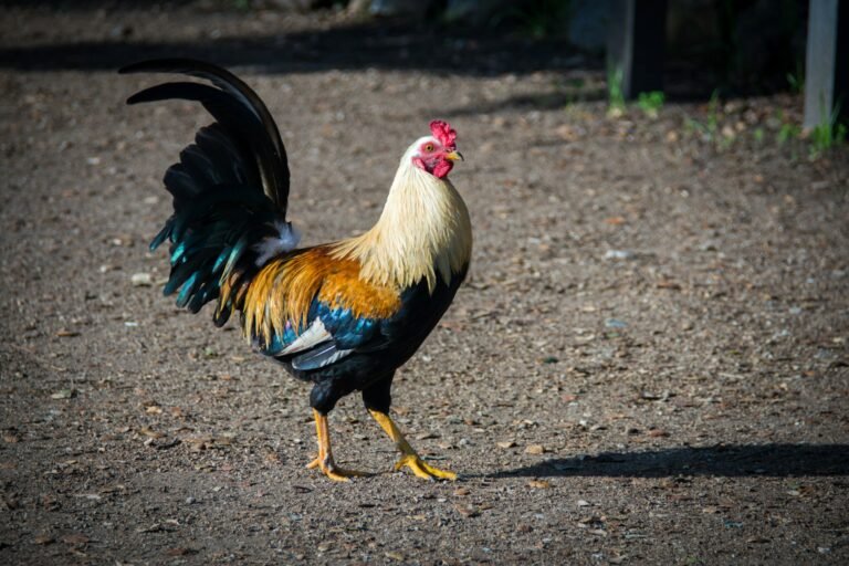 Four Arrested After 56 Dead Roosters Found at Cockfighting Operation in East Texas