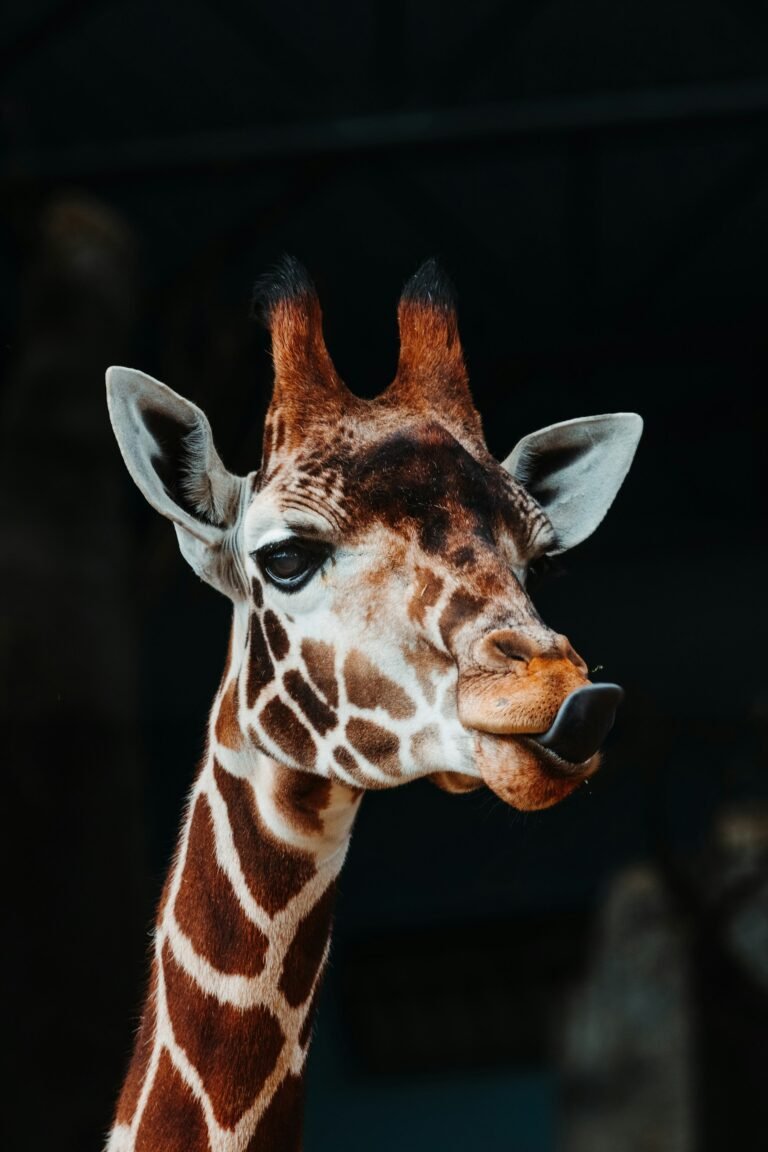 Dallas Zoo's $90M Wild Horizons Expansion: Rhinos, Cheetahs, Safari Trail and More
